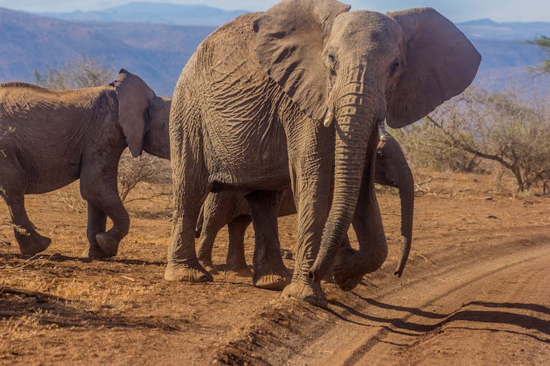 Safari Tours